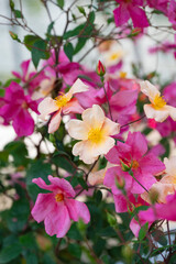 Fototapeta premium 薔薇