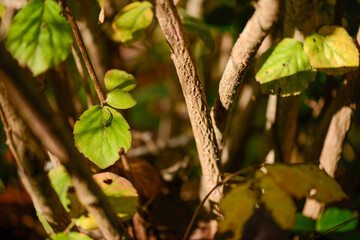 Viburnum carlesii, known as Korean spice viburnum, a deciduous shrub with sweetly fragrant white-pink flowers in spring and glossy black berries in autumn, native to Korea. Photographed in Korea.