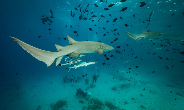 a grey nurse shark patrolling the ocean in the Maldives