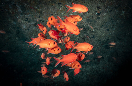 red soldierfish hiding in a cave in the Maldives