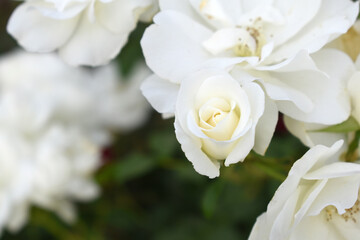 Beautiful white rose flower closeup in garden, A very beautiful white rose flower bloomed on the rose tree, Rose flower closeup, bloom flowers, Natural spring flower, Natural floral background,