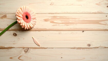白っぽいレトロな風合いの木製デスク（机）の真上から捉えられた構図です。淡いピンクのガーベラが茎ごと左端に寝かせて置かれており、その横には一枚の花びら、余白、テキストスペース