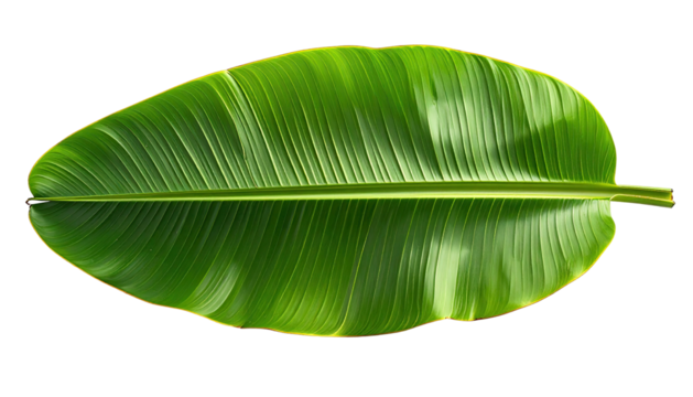 Banana leaf, top view, vibrant green, detailed veins, isolated - Powered by Adobe