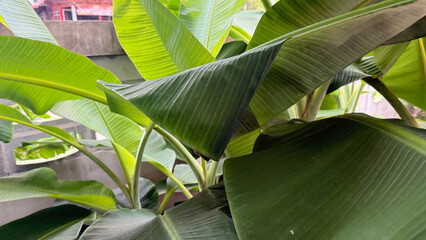 Opogona subcervinella,Banana worms
