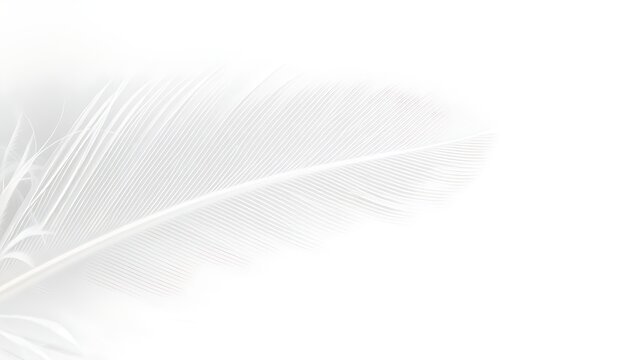 Close-up of a delicate white feather showcasing intricate texture against a pristine white backdrop.