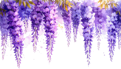 Purple wisteria cascades from above against a black backdrop