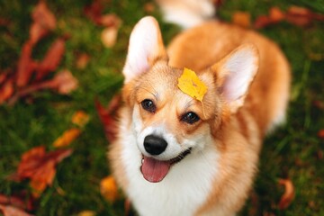 Cute Pembroke Welsh Corgi puppy with leaf on nose