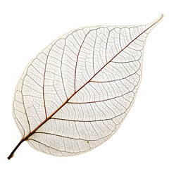 Skeletonized leaf macro detail isolated on a transparent background png