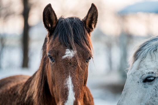 Chestnut horse with a white blaze standing outdoors in a snowy winter forest landscape, wearing a dark blanket, with soft morning light and bare trees in the background