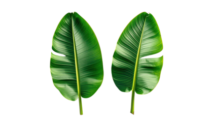 Two isolated, lush, green banana leaves on a black backdrop