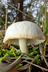 mushroom in the forest