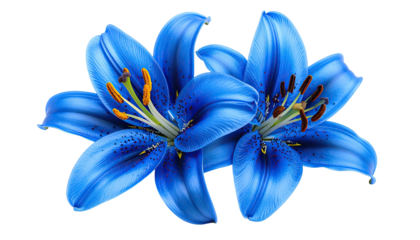 Two vibrant, close-up blue lilies show stamens against black
