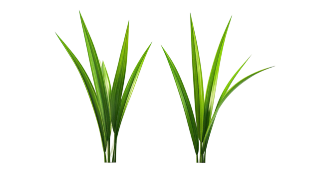 Two green, clumped grass tufts isolated on a black background