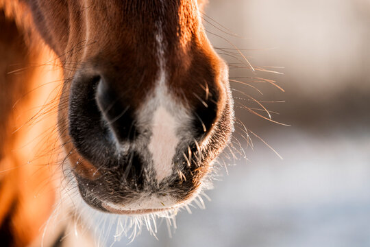 Chestnut horse with a white blaze standing outdoors in a snowy winter forest landscape, wearing a dark blanket, with soft morning light and bare trees in the background