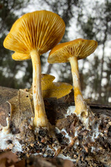 mushrooms in the forest