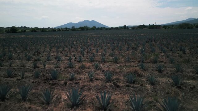 Aerial Drone Footage of Agave Fields in Tequila, Mexico &mdash; Blue Agave Rows, Scenic Farmland Patterns, and Iconic Landscape of Jalisco&rsquo;s Tequila-Producing Region