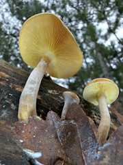 mushrooms in the forest