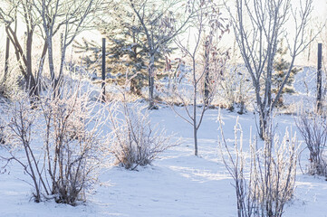 Sunlit fruit tree branches glisten with frost in a winter garden