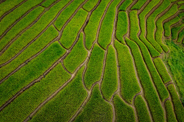 Aerial View of Rice Terraces and Green Paddy Field Patterns