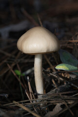 mushroom in the forest