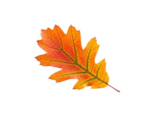 Fototapeta premium Top view autumn oak leaf isolated on white background.