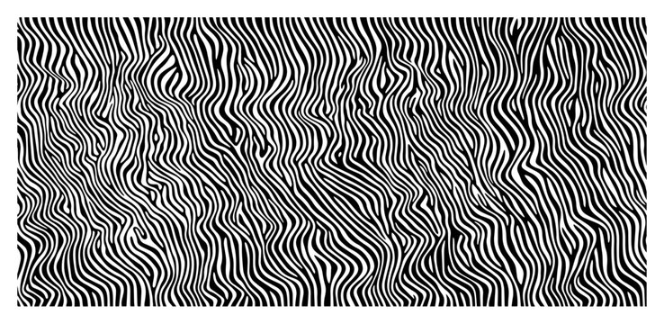 Seamless zebra print pattern vector background abstract wavy vertical lines animal skin texture