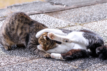 北海道洞爺湖町、じゃれあう2匹の野良猫【9月】