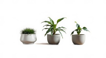 Obraz premium White round planters with succulent, lush bush and deciduous plant on an isolated background. Botany, phytodesign, web banners