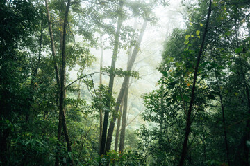 Forest and fog, trees, branches and fog in the forest