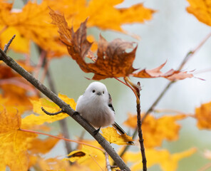 Long-tailed tit, Aegithalos caudatus. A bird sits on a branch, yellow leaves in the background