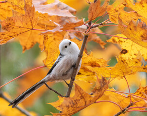 Long-tailed tit, Aegithalos caudatus. Autumn morning, a bird sits on a branch among yellow leaves