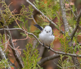 Long-tailed tit, Aegithalos caudatus. A bird sits on a thuja branch, looks straight into the camera