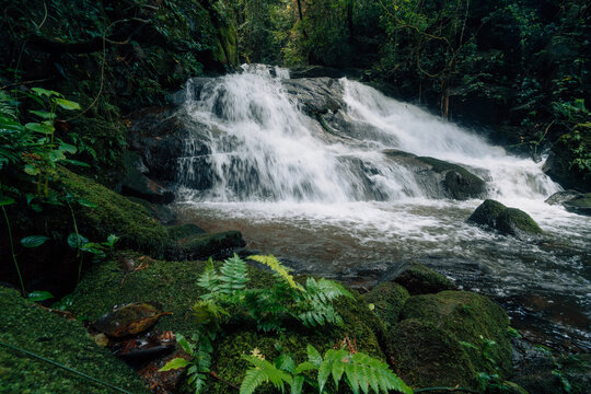 Waterfall in the rainforest along mossy rocks amidst the lush green trees of the forest.