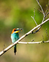 Ein Bienenfresser sitzt auf einem Ast und hält eine frisch gefangene Biene im Schnabel. Naturgetreue Wildlife-Aufnahme mit weichem, grünem Hintergrund.