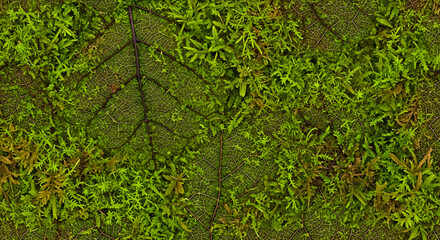 Stunning close-up reveals intricate skeleton leaf veins interwoven with vibrant, lush green moss, evoking natural beauty and organic texture.