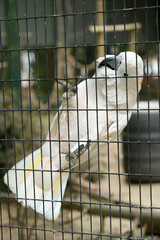Salmon-Crested Cockatoo Climbing on Wire Mesh of Enclosure in Zoo or Sanctuary