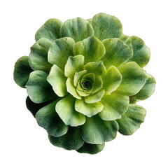 Close-up of a rosette succulent (1)