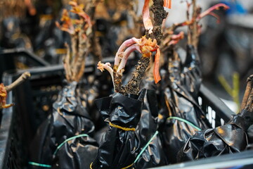 Different plant seedlings at the fair. Sale.