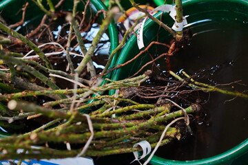 Different plant seedlings at the fair. Sale.