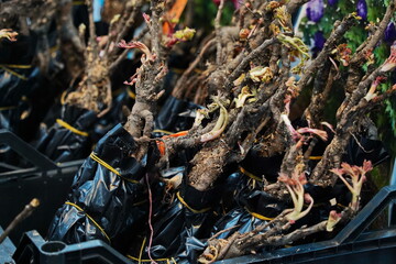 Different plant seedlings at the fair. Sale.