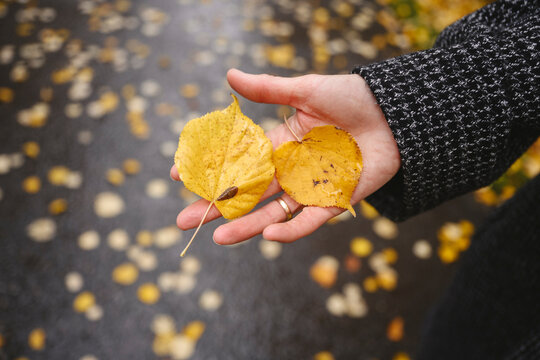 Hand holding yellow autumn leaves outdoors during fall season