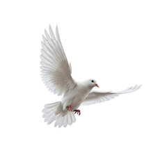 White Dove Flying Isolated Transparent
