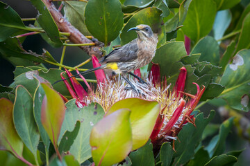 A Cape sugarbird (Promerops cafer) feeding on a King protea (Protea cynaroides). Note the pollen on its forehead. Kirstenbosch National Botanical Garden, Cape Town. Western Cape. South Africa.