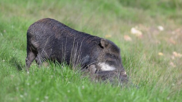 white-lipped peccary male stimulating a female lying in the grass not receptive to his advances. Tayassu pecari, R&eacute;serve de la Haute-Touche, Azay le Ferron, Indre 36, r&eacute;gion Centre, France, Europe