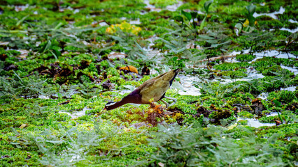 A beautiful bird foraging in a lush, green wetland environment