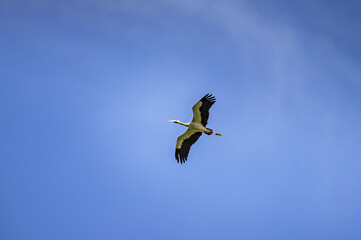 A beautiful bird soars gracefully through a clear, bright blue sky