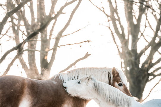 Close-up of a white horse playfully nipping or grooming a chestnut companion in a snowy winter landscape, showing natural equine behavior and social bonding in a rural outdoor setting