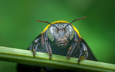 Close-up of a carpenter bee perched on a green stem, looking directly at the camera
