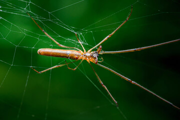 Close-up of a long-bodied cellar spider in its web against a blurred green background