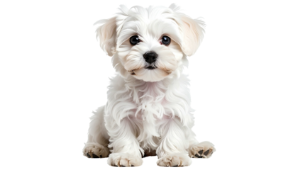Fluffy white puppy sitting, looking forward, black background